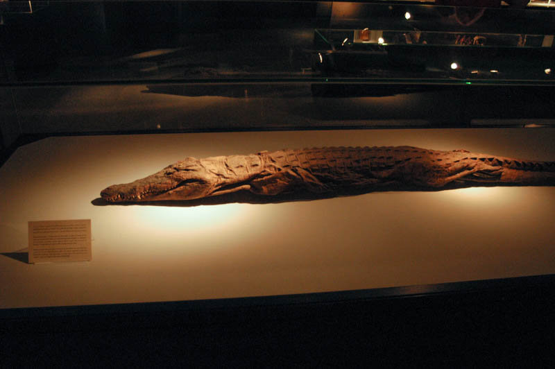 A large mummified crocodile