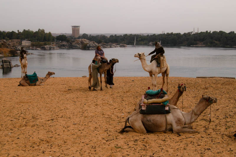 camel parking on the bank of the nile
