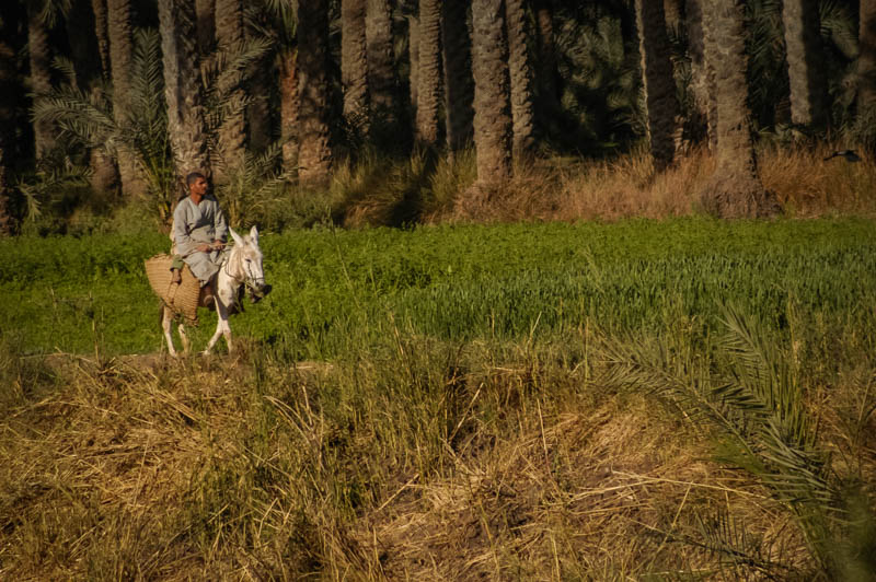 One of the fellaheen riding a donkey through the fields