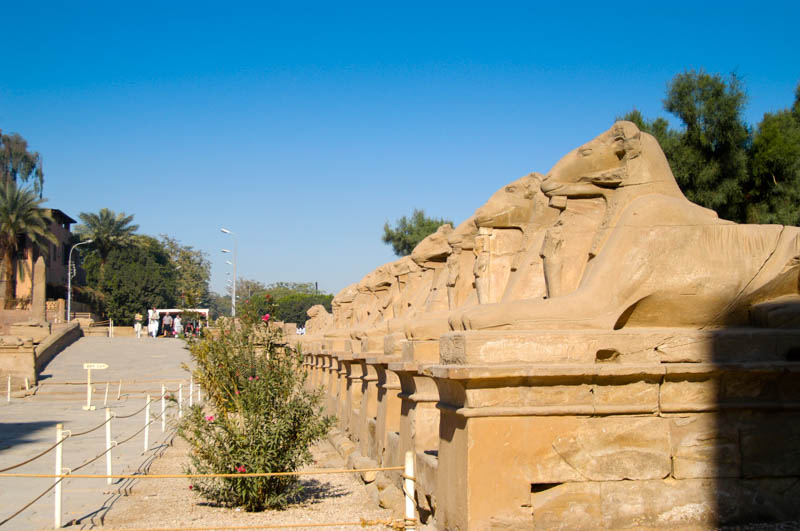 The avenue of sphinxes running to Karnak Temple