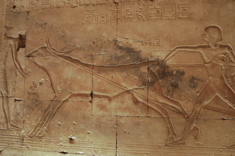 Ramesses lassoing a bull, in the hall of Osiris
