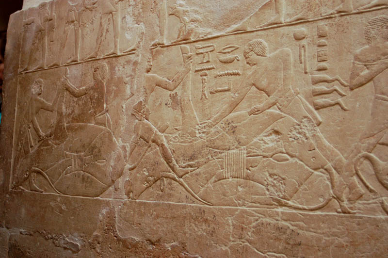 Slaughtering cattle, Mastaba of Mereruka, Saqqara