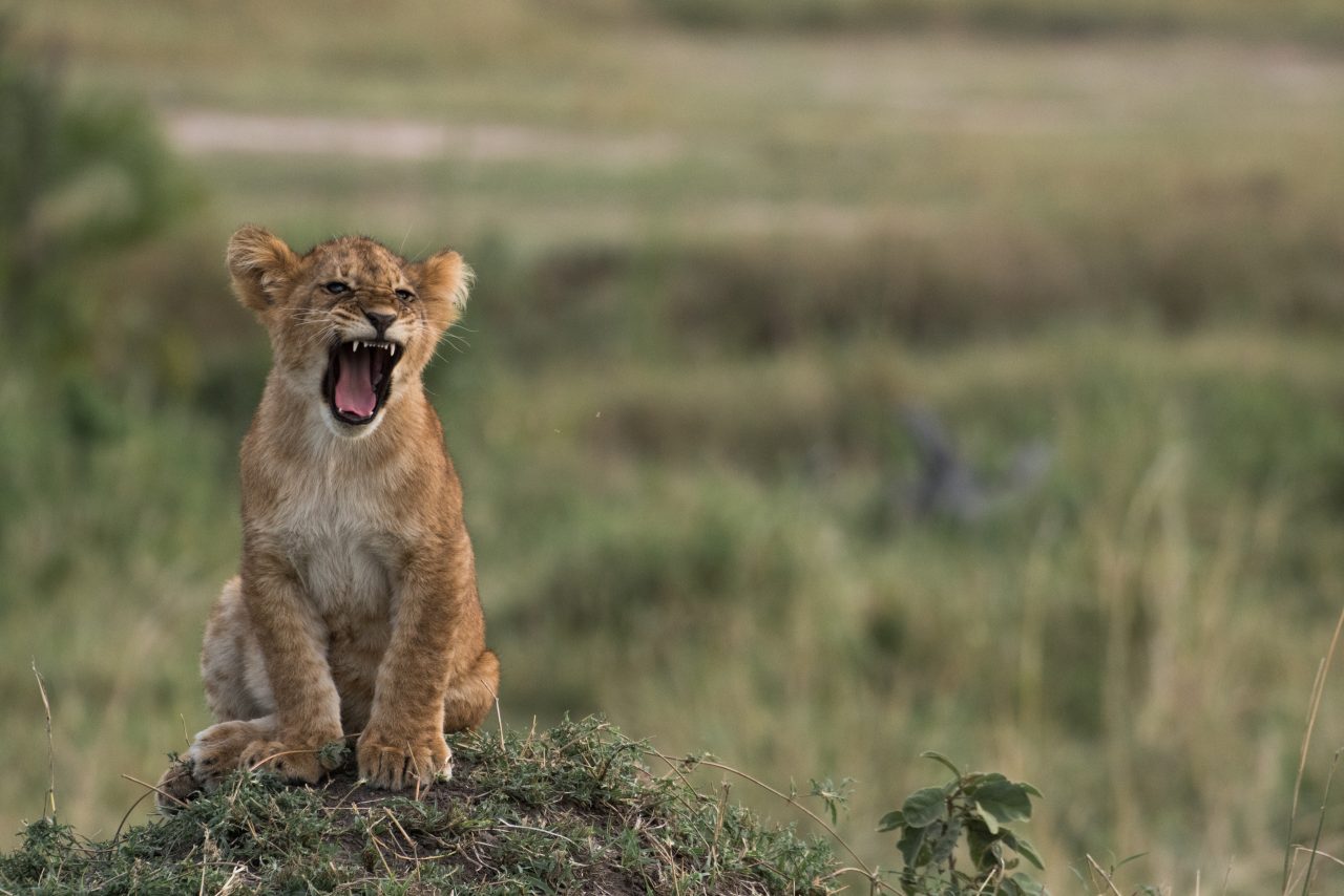 Fearsome Lion Cub