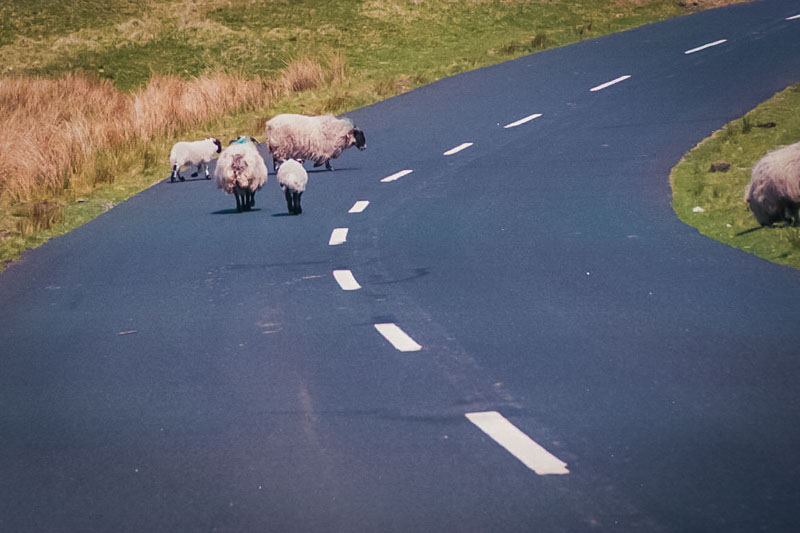 Just remember -- sheep have the right of way!